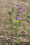 Winter vetch